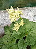 Rhubarbe en fleur (prise a Lens)(4)